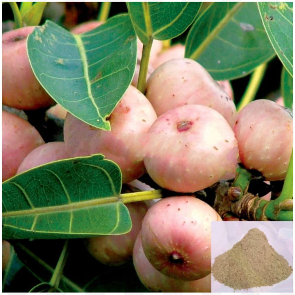 Arasam Pazham / Peepal Fruit Powder - 50 gm