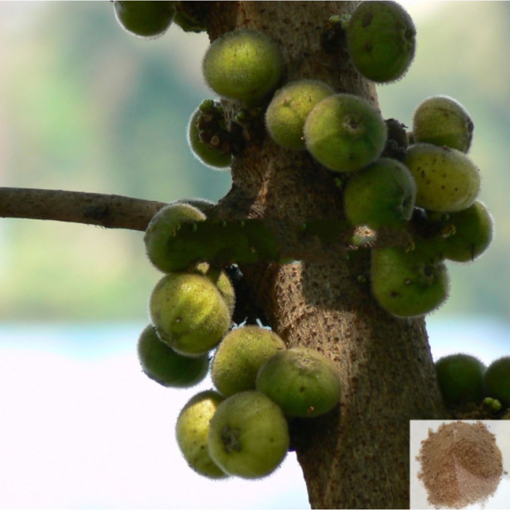 Aththi vithai / Cluster Fig Powder - 50 gm