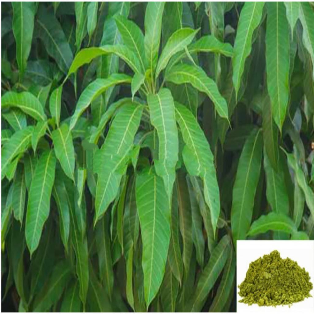 Maa ilai / Mango leaves Powder - 50 gm
