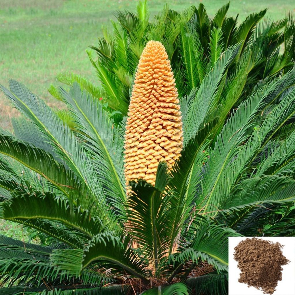 Madhanakama Poo / Queen Sago Powder - 50 gm