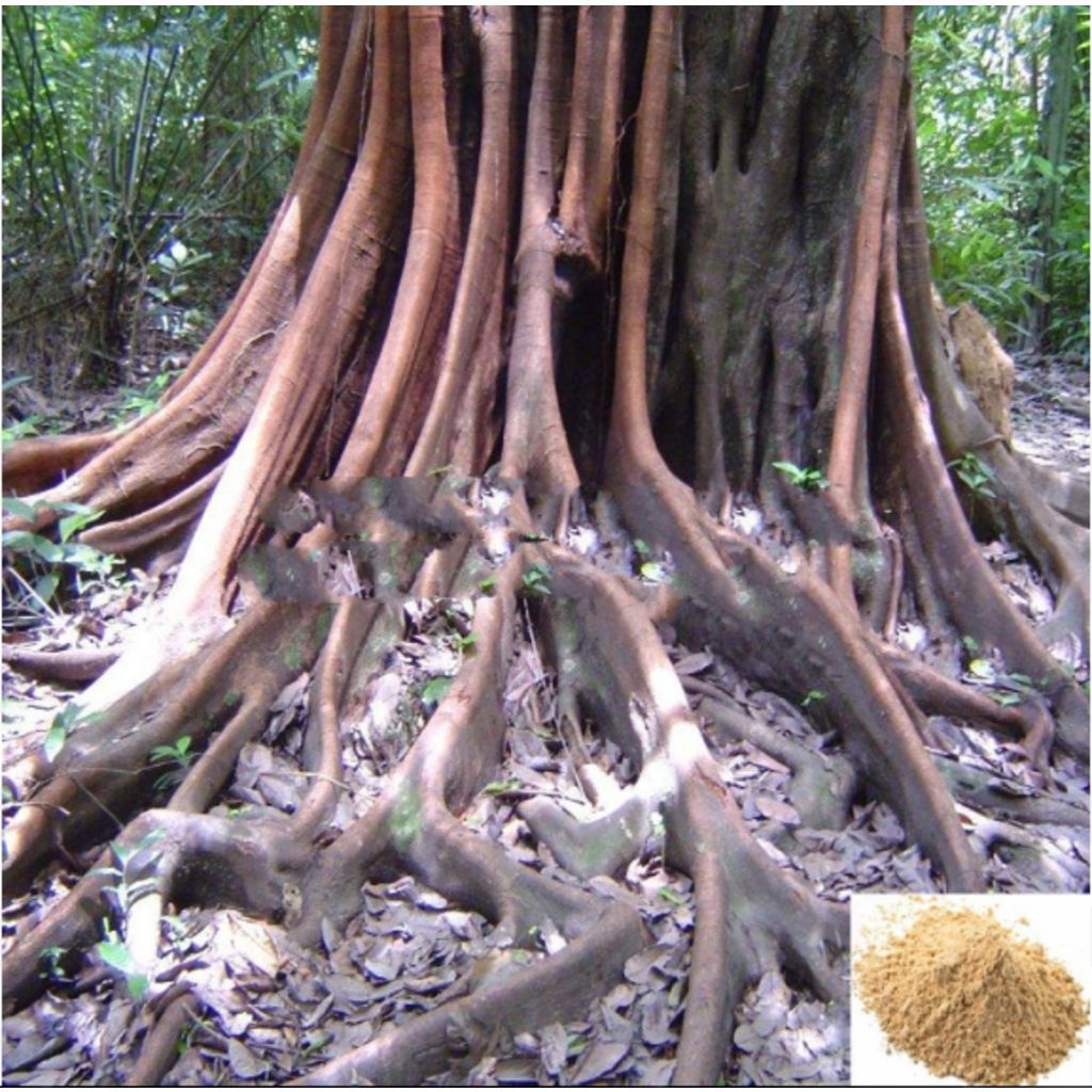 Magali Kilangu / Swallow Root Powder - 50 gm