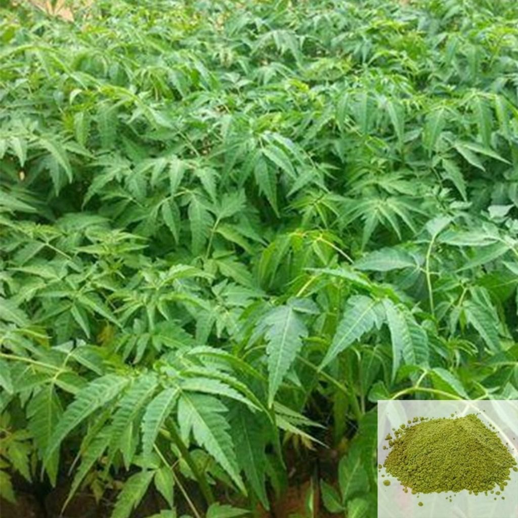 Malai Vembu / Chinaberry Powder - 50 gm