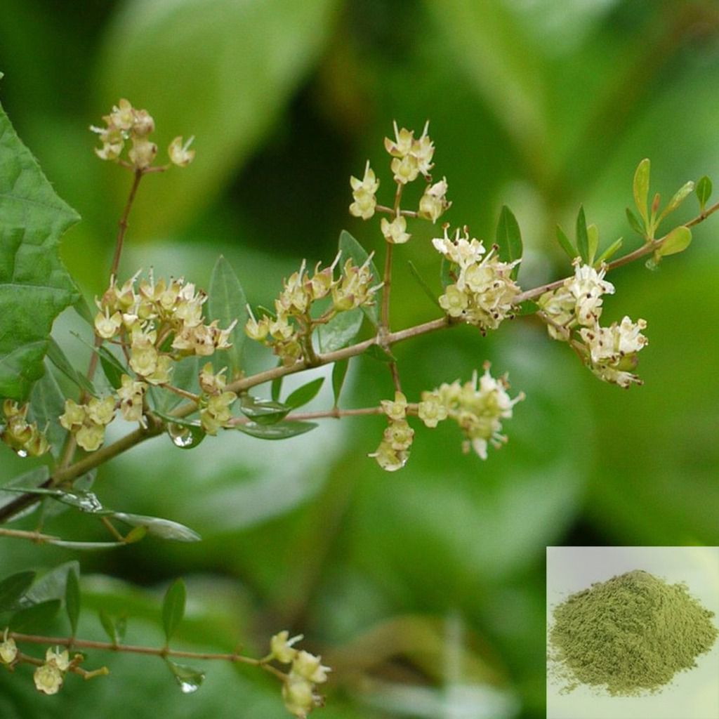 Maruthani ilai / Henna Leaves Powder - 50 gm