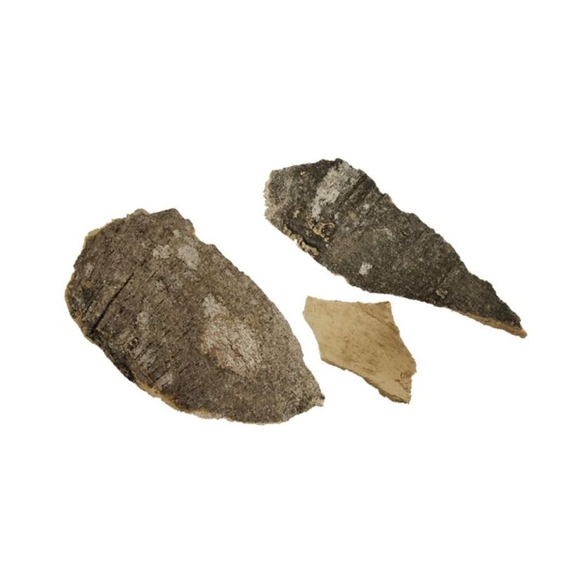 Mavilanga Pattai / Caper Tree Bark (Raw) - 100 gm