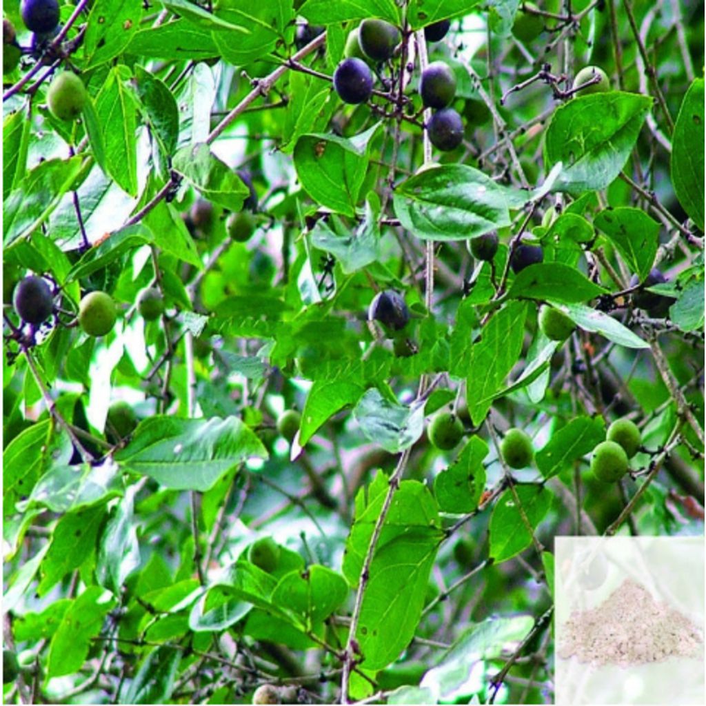 Thetran Kottai / Clearing Nut Powder - 50 gm