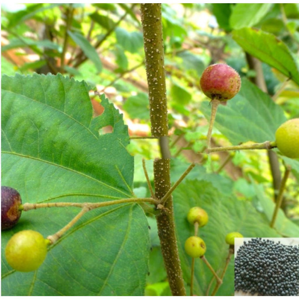 Vaivilangam / False Black Pepper Powder - 50 gm