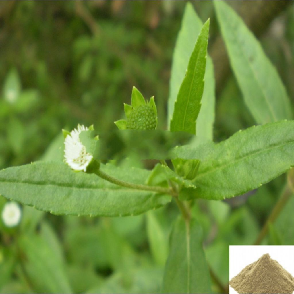 Vellai Karisalanganni / False Daicy Powder White - 50 gm