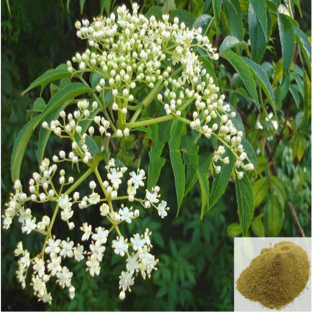 Veppam poo / Neem Flower Powder - 50 gm
