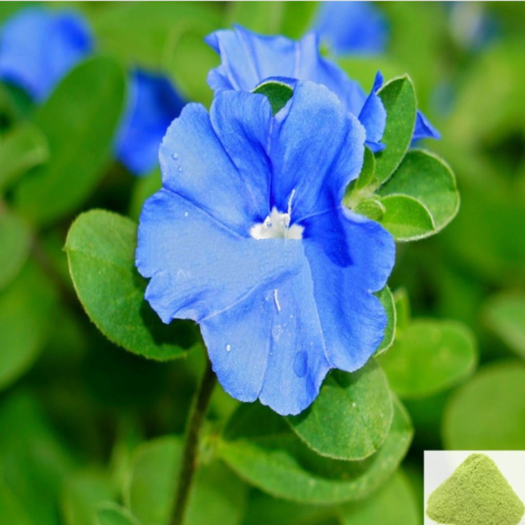 Vishnu Kiranthi / Slender Dwarf Morning Glory Powder - 50 gm